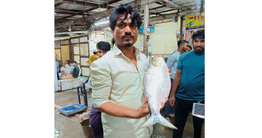 চাঁদপুরে এক ইলিশের দাম শুনে মাথায় হাত!