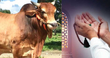 কোরবানির পশু কেনার পর যে দোয়া পড়া উত্তম