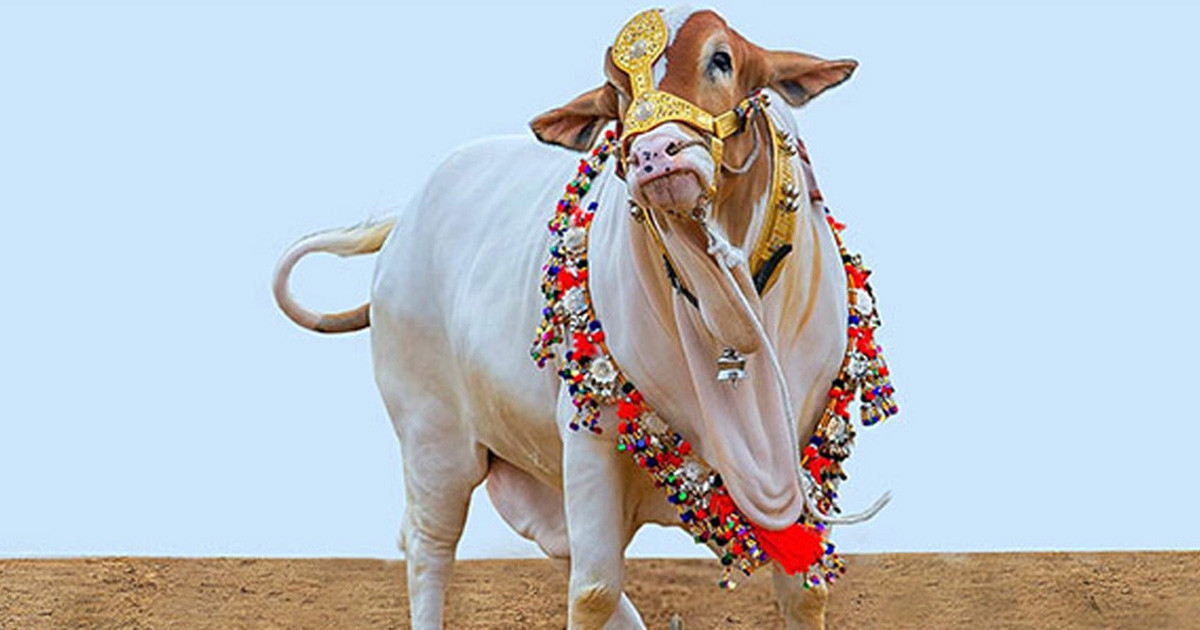 কোরবানি কবুল হওয়ার জন্য পশু কেমন হওয়া উচিত