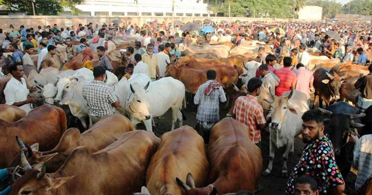গরুর বাজারে জমজমাট বেচাকেনা, চাহিদায় ছোট ও মাঝারি গরু