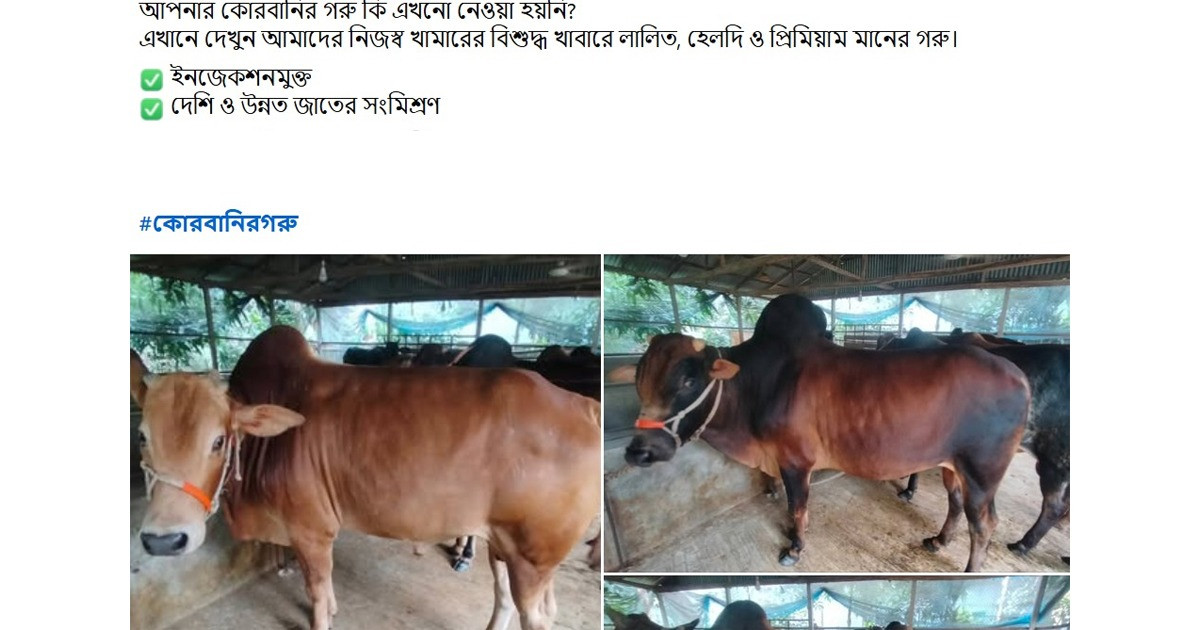 শেষ মুহূর্তে জমে উঠছে অনলাইনে কোরবানির বাজার
