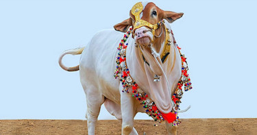 কোরবানি কবুল হওয়ার জন্য পশু কেমন হওয়া উচিত