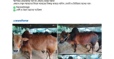 শেষ মুহূর্তে জমে উঠছে অনলাইনে কোরবানির হাট