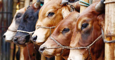 যেসব ভুলে কোরবানি হয় না