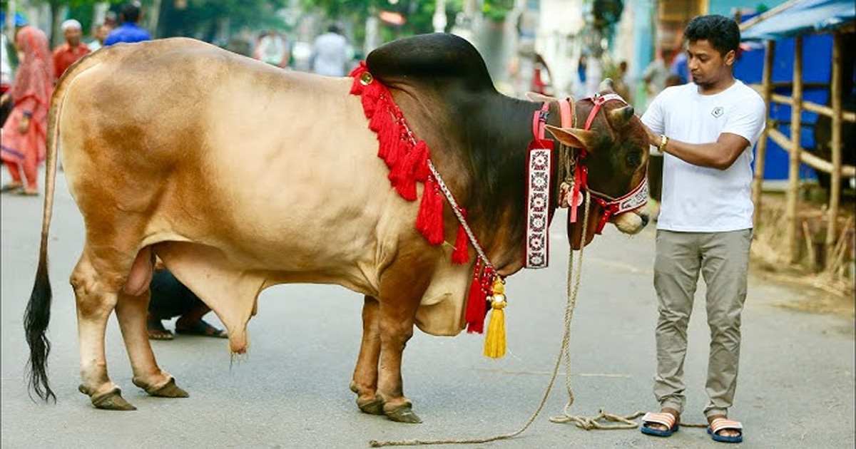 আল্লাহর সন্তুষ্টির জন্য চলছে পশু কোরবানি