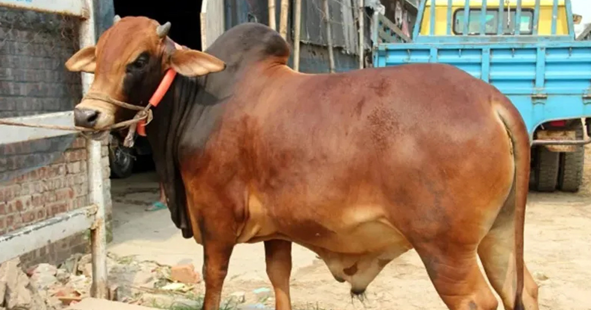 মাংস কাটতে গিয়ে ব্রাহ্মণবাড়িয়ায় শতাধিক ব্যক্তি আহত