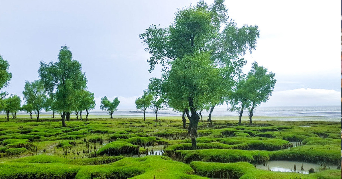 জালে আটকে ছিল সাড়ে ৭ ফুট লম্বা অজগর, অতঃপর...