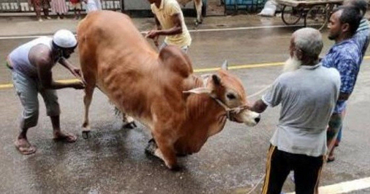 রাজধানীতে গরুর লাথি-গুতা ও ধারালো অস্ত্রের আঘাতে আহত ১২০