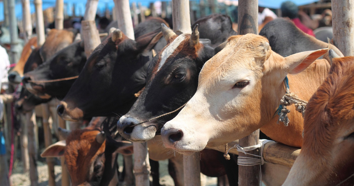 এবার ঈদে কোরবানি ৯১ লাখের বেশি পশু