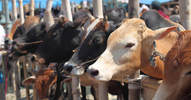 এবার ঈদে কোরবানি ৯১ লাখের বেশি পশু