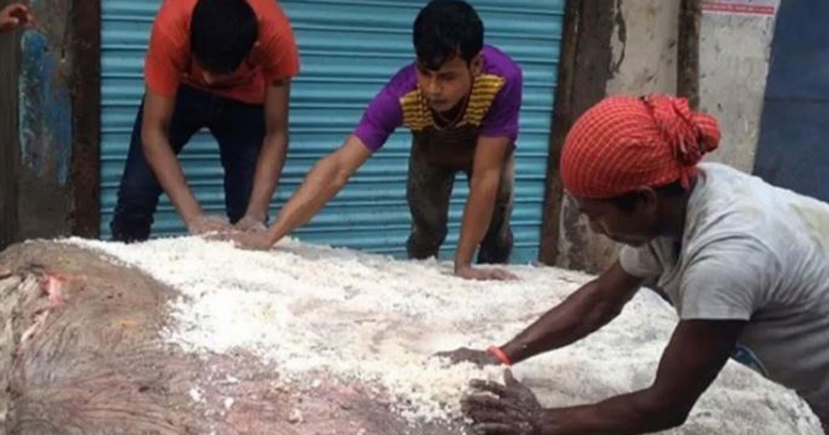ঈদে এতিমখানা ও লিল্লাহ বোডিংয়ে রেকর্ড পরিমাণ চামড়া সংরক্ষণ