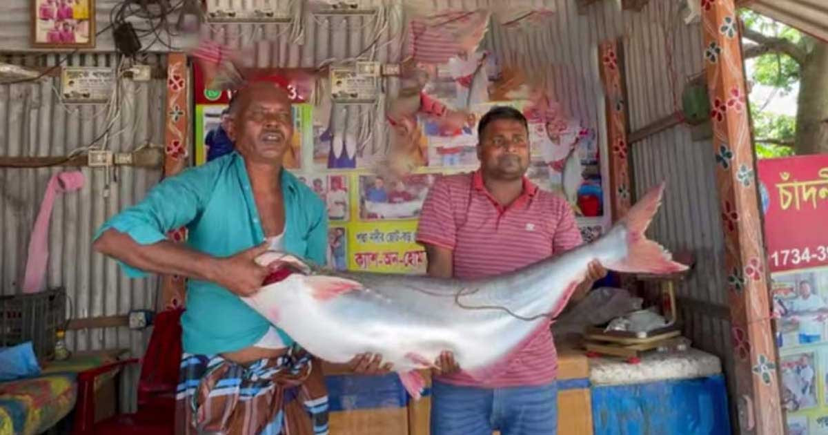 পদ্মায় জেলের জালে ১৯ কেজি ওজনের পাঙাশ, দাম কত?
