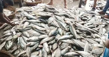 নিষেধাজ্ঞার ৫৮ দিন পর এক টানে ৪৩ মণ ইলিশ