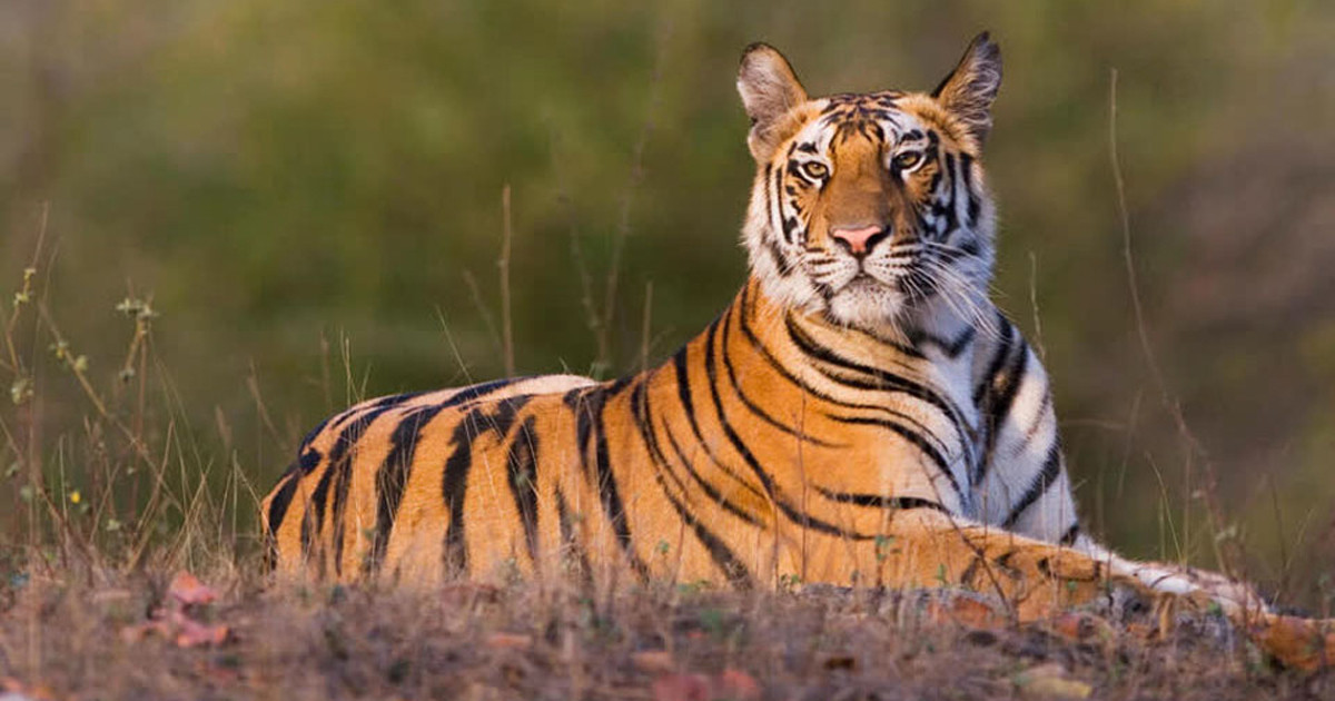 যে উদ্যোগ বদলে গেল থাইল্যান্ডে বাঘের ভবিষ্যৎ