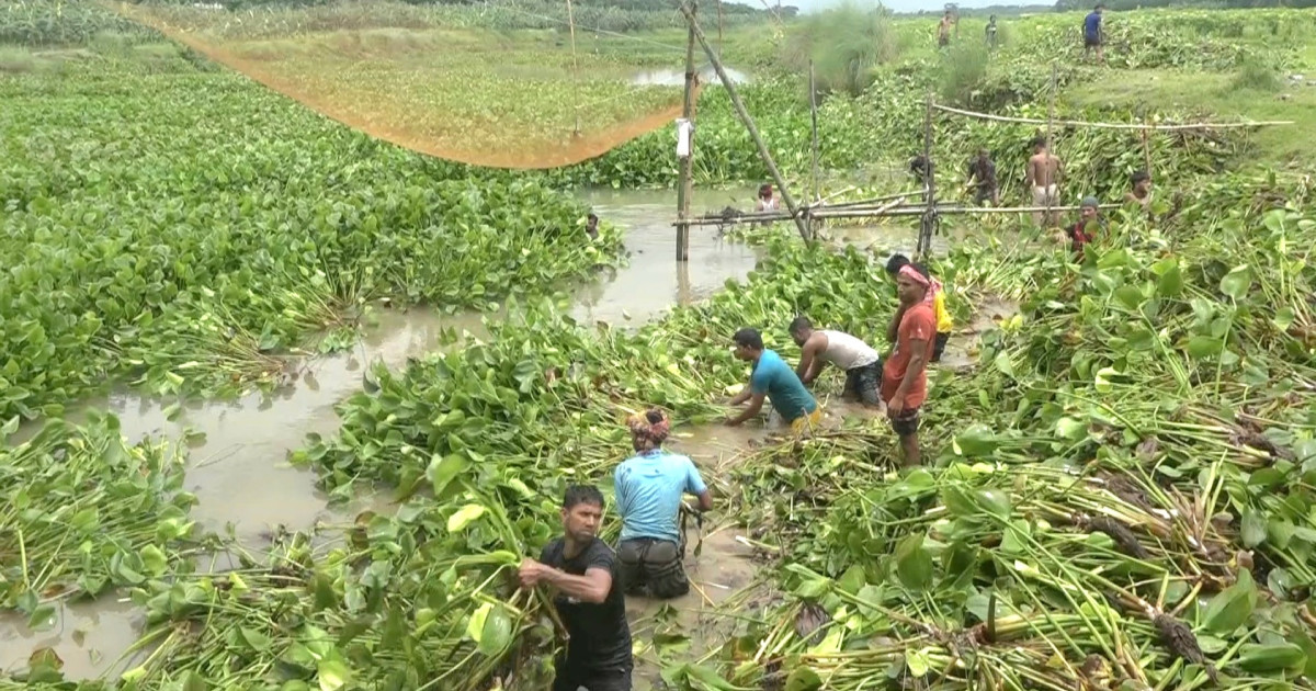 নদের কচুরিপানা অপসারণ করলো বিএনপি নেতাকর্মীরা