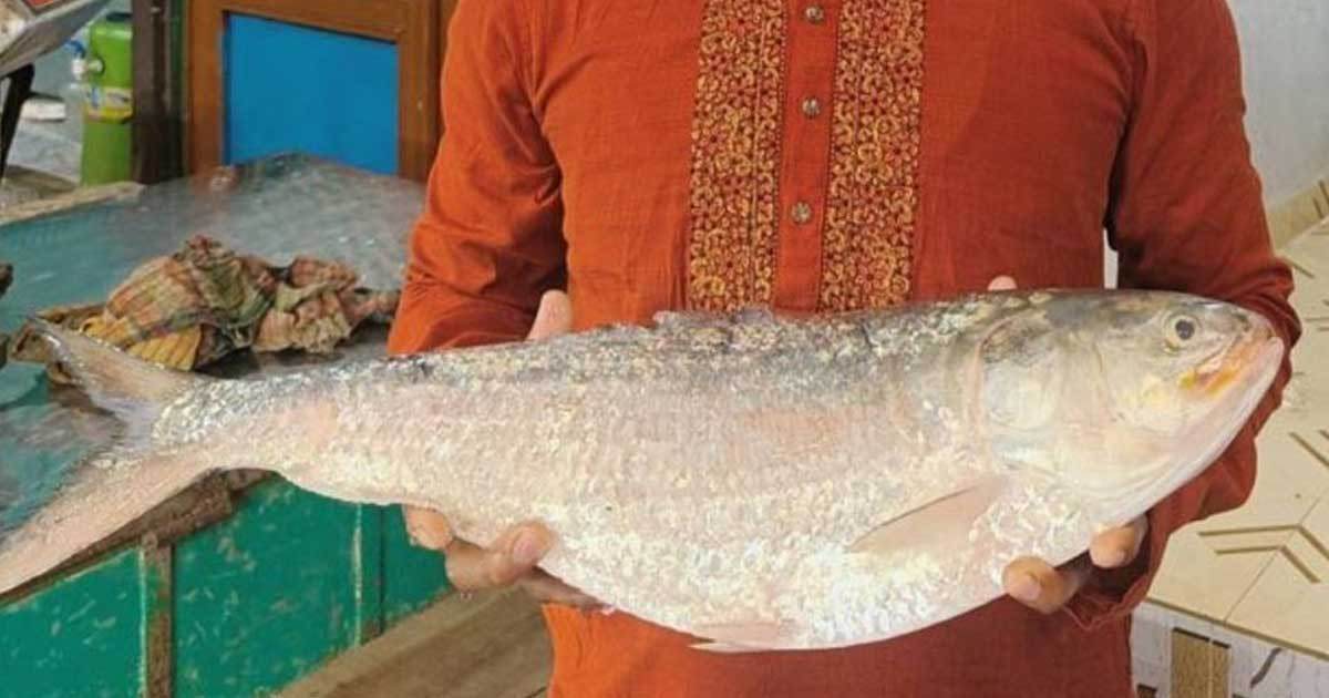 চাঁদপুরে এক ইলিশ ১৩ হাজার টাকায় বিক্রি