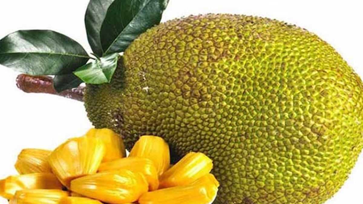 কাঁঠাল খাওয়ার আগে যে বিষয়গুলো জানা জরুরি