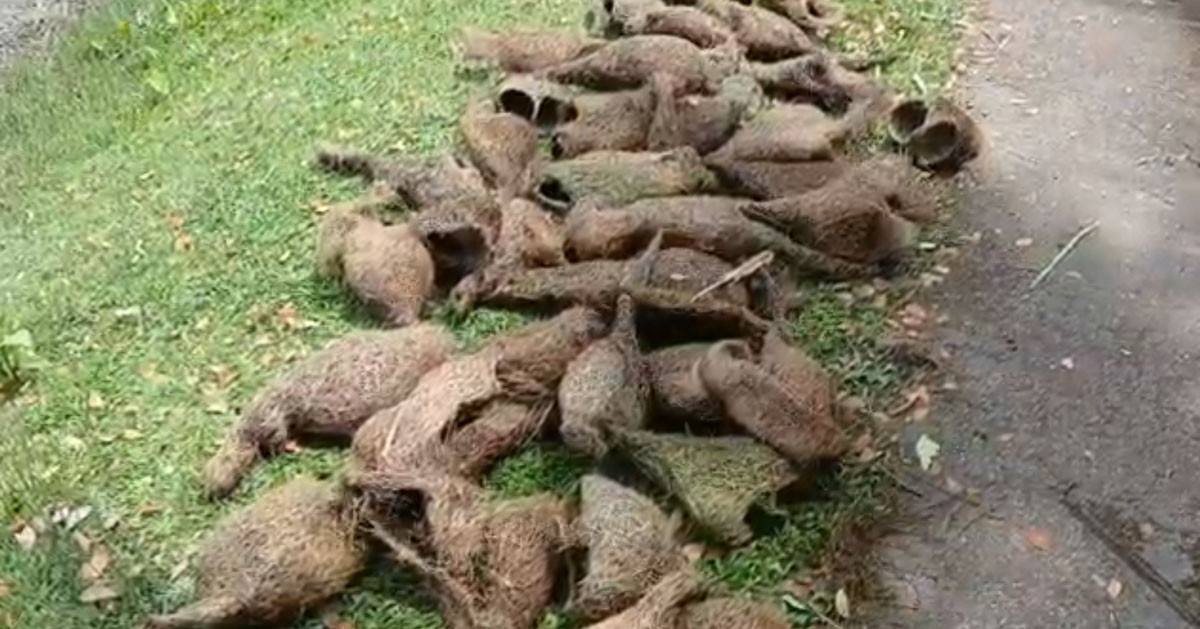 তালগাছ কেটে শতাধিক বাবুই পাখির ছানা হত্যা