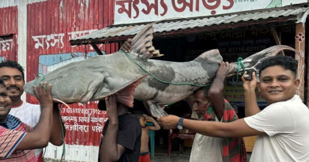 পদ্মায় ধরা পড়লো ৫০ কেজির বাঘাইড়