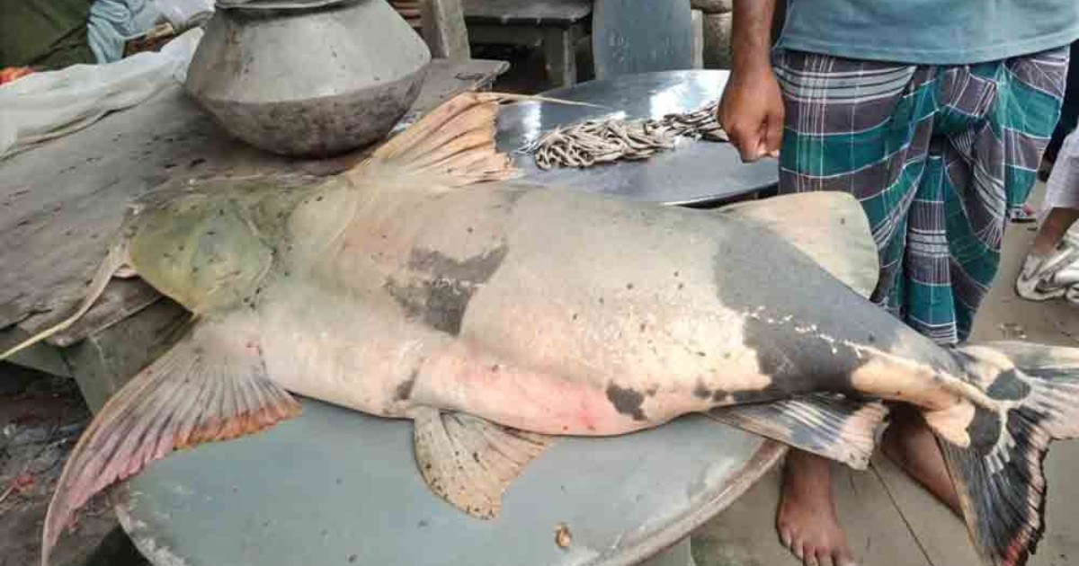 বড়শিতে ধরা পড়লো বিশাল বাগাড়, ৬২ হাজারে বিক্রি