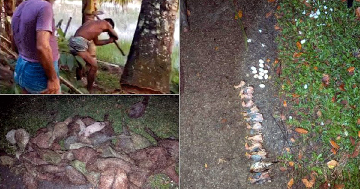 তালগাছ কাটায় ধ্বংস শতাধিক বাবুই ছানা, মামলা বন বিভাগ ও থানায়