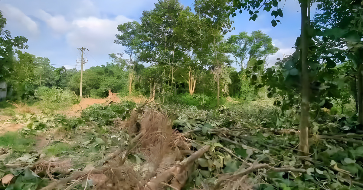 জাবিতে অর্ধশত গাছ উপড়ে ফেলায় কড়া প্রতিবাদ শিক্ষার্থীদের