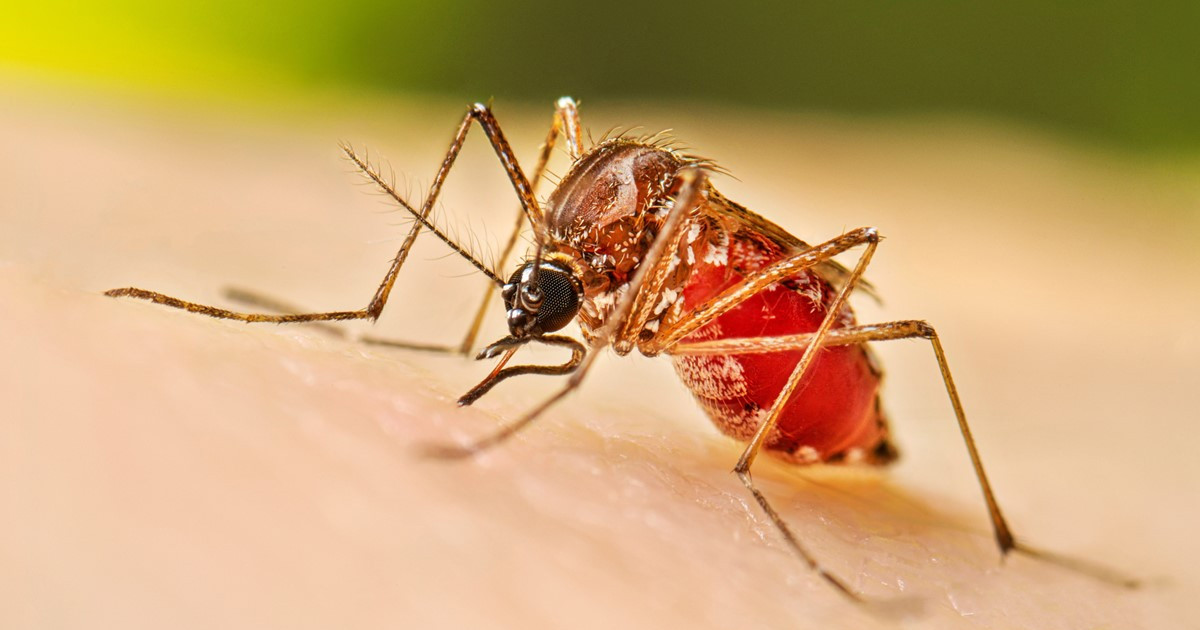 ২৪ ঘণ্টায় ডেঙ্গু আক্রান্ত হয়ে হাসপাতালে ৩৫৮