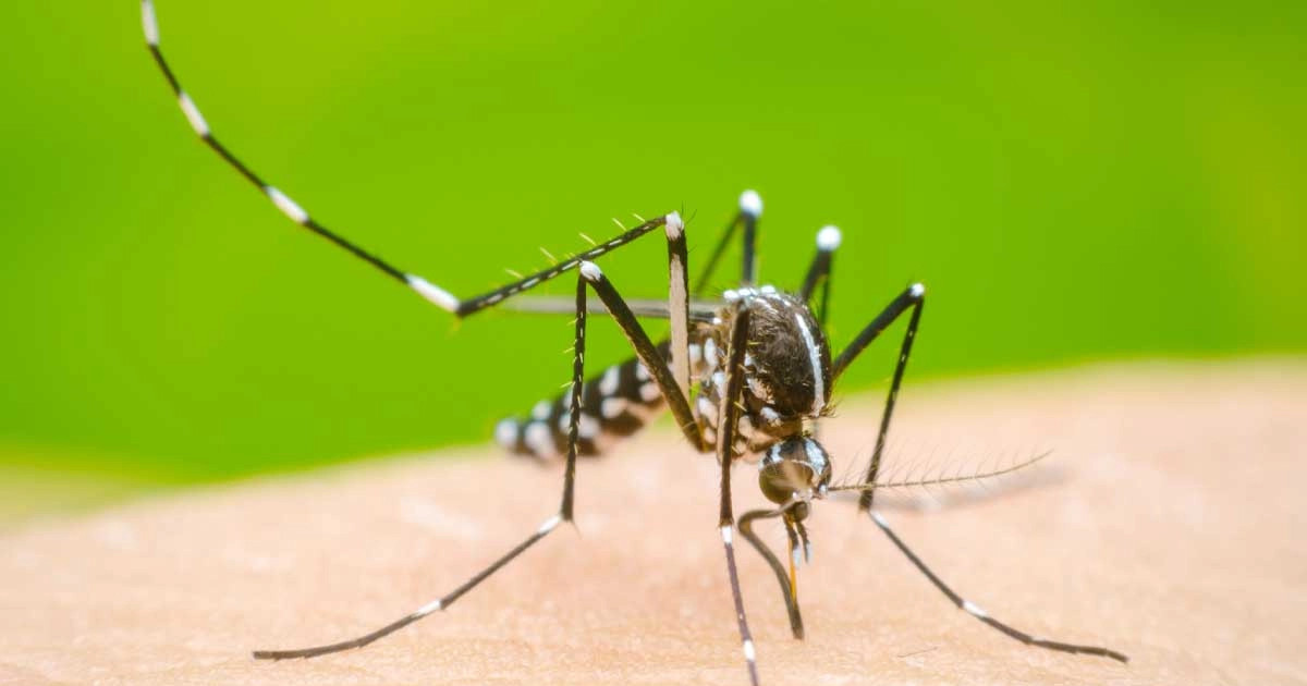 দেশে আরও ২০৪ জনের ডেঙ্গু শনাক্ত
