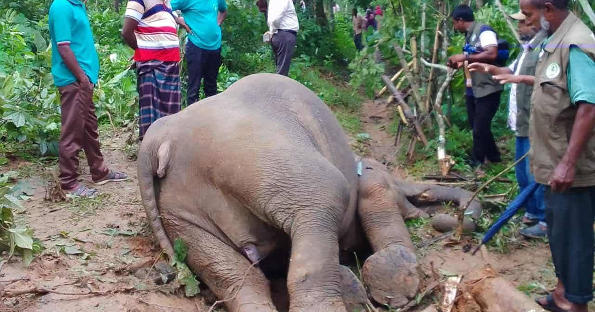শেরপুর সীমান্তে ফের বন্যহাতির মরদেহ উদ্ধার