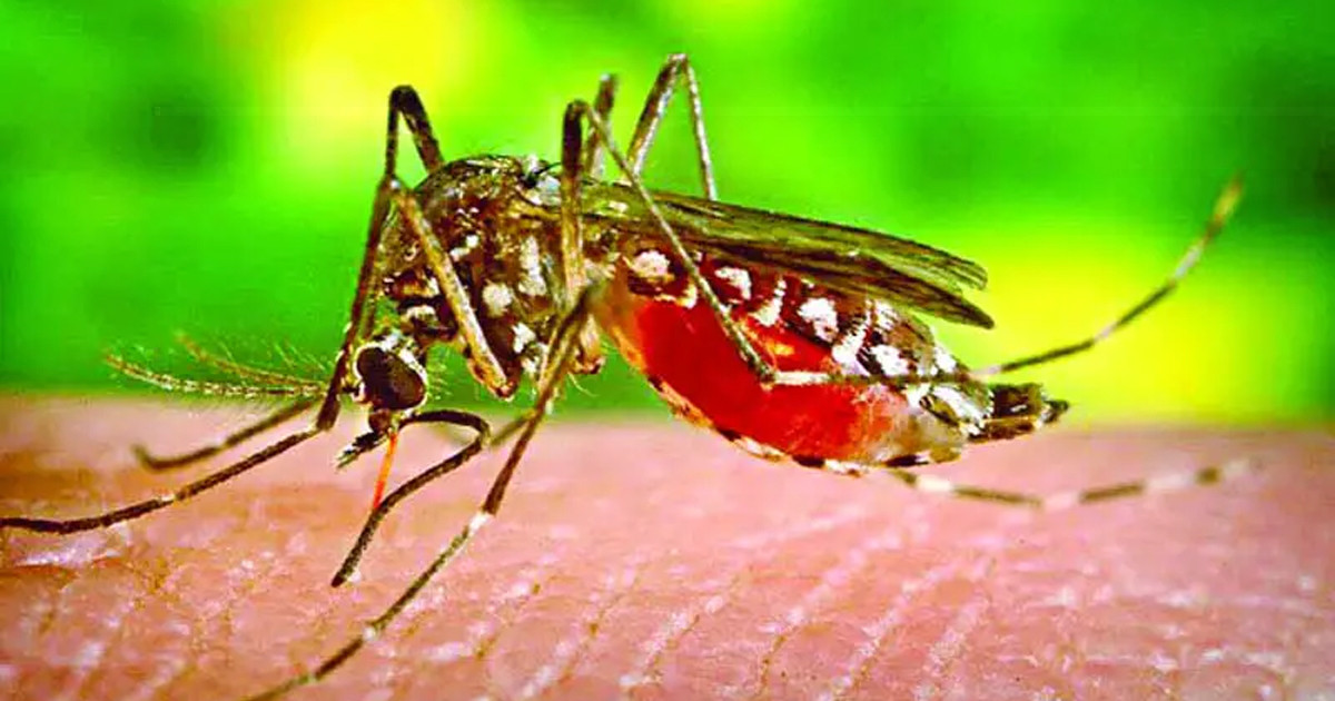 সিলেটে বাড়ছে এডিস মশার প্রকোপ, ডেঙ্গুর শঙ্কা