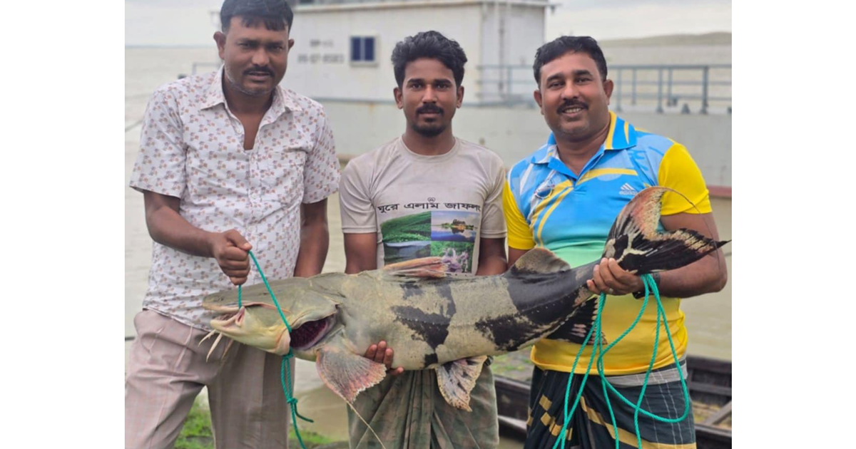 পদ্মার এক বাঘাইড় ৪৩ হাজারে বিক্রি