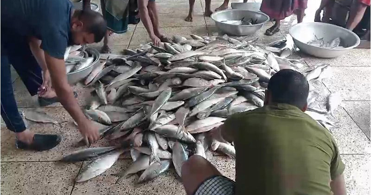 এক ট্রলারের ইলিশ বিক্রি ৪০ লাখ টাকায়
