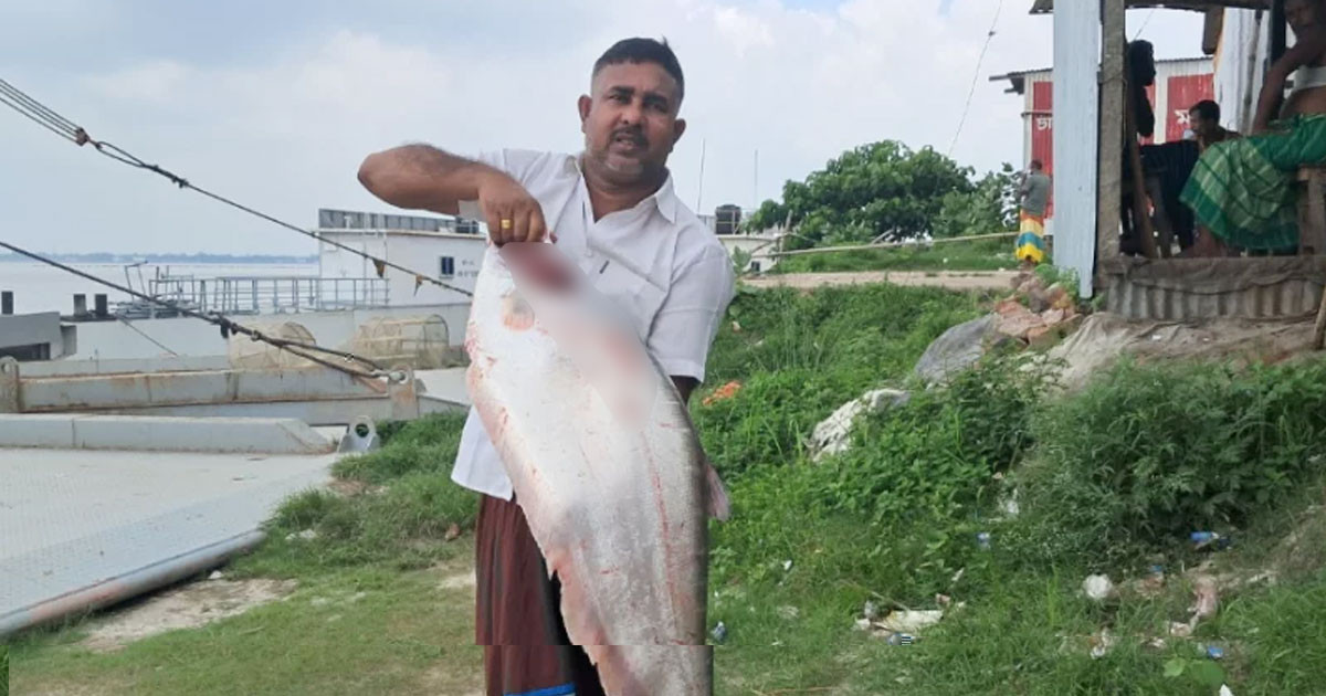 পদ্মার এক চিতল ১৪ হাজার টাকায় বিক্রি