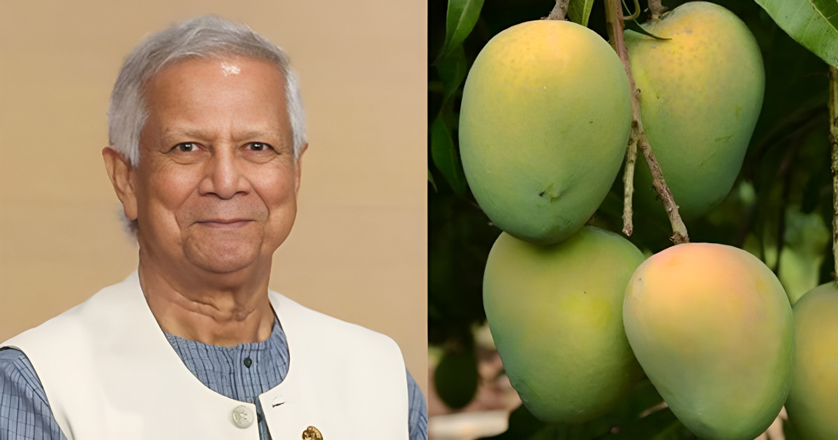 উপহার হিসেবে প্রধান উপদেষ্টার আম যাচ্ছে যেসব দেশে