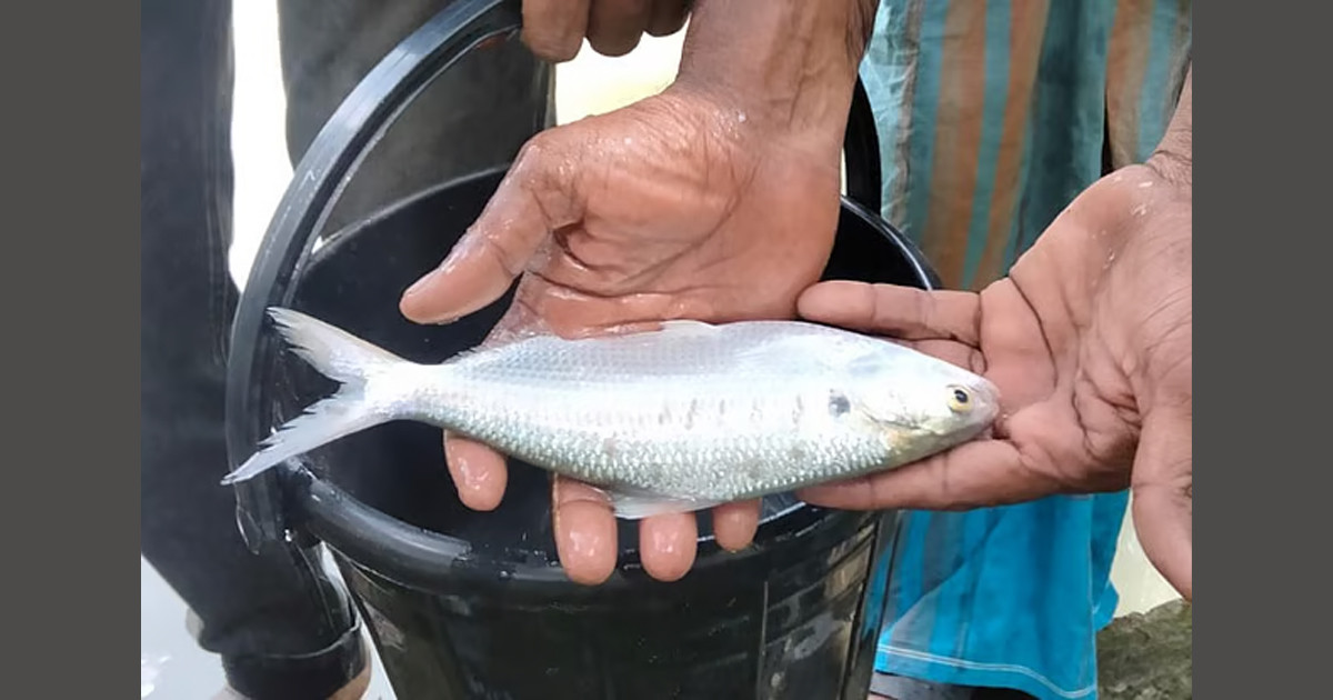 ইউএনওর পুকুরে ধরা পড়ল ইলিশ!