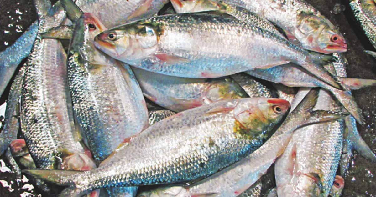 ভরা মৌসুমেও মিলছে না কাঙ্ক্ষিত ইলিশ