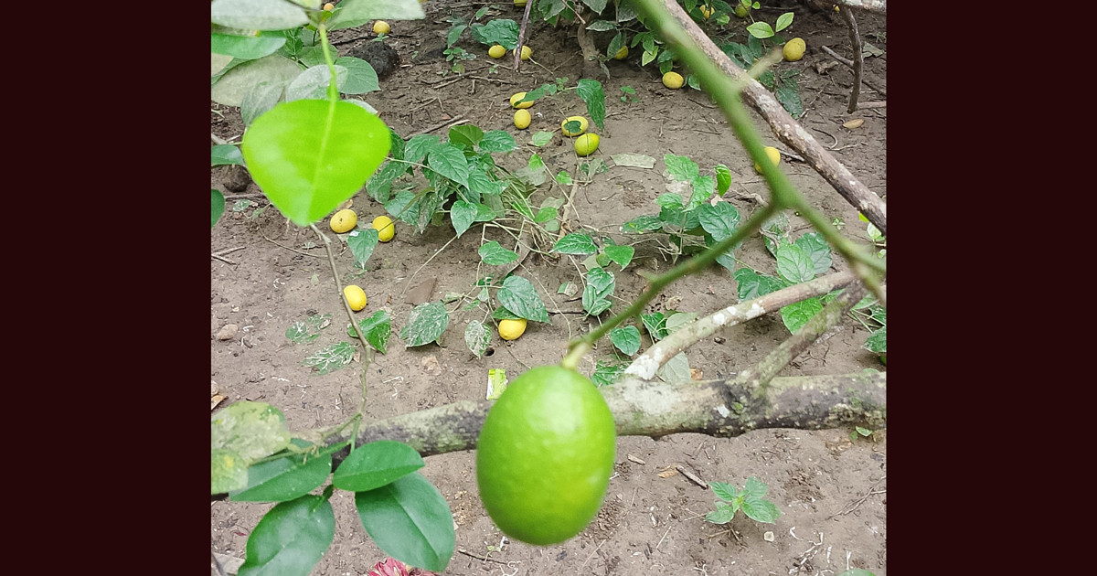 দুই লেবু এক টাকা!
