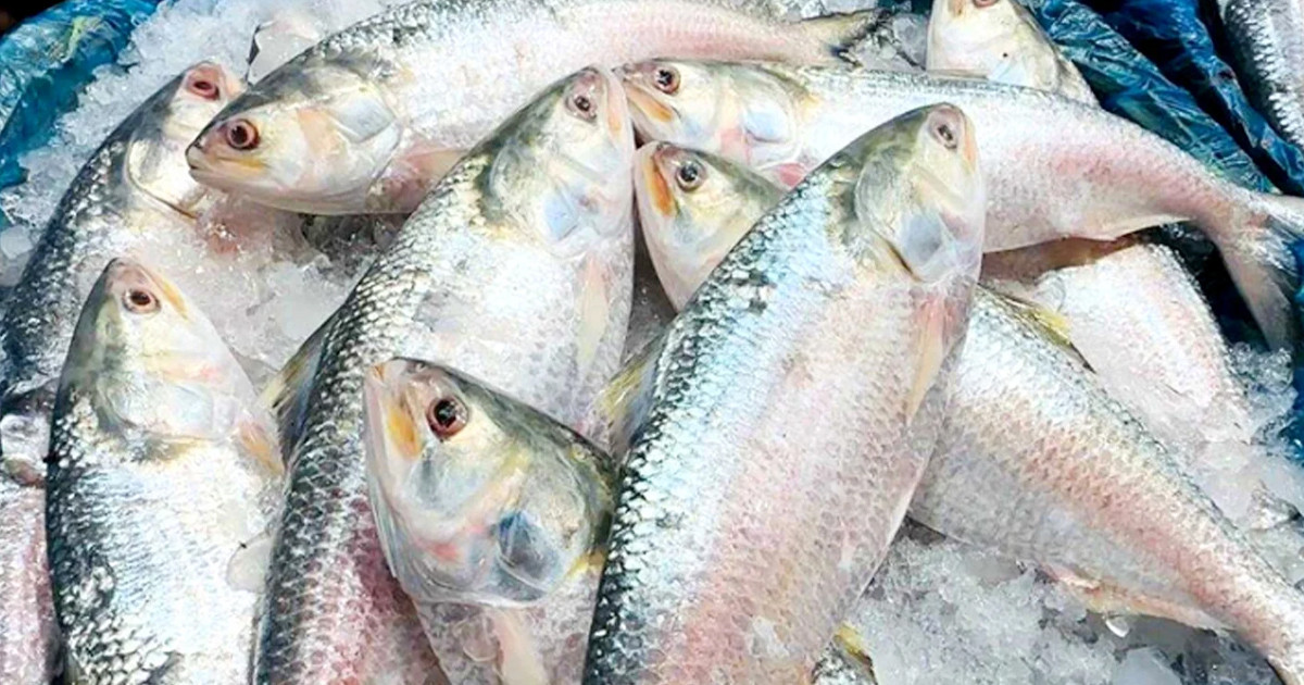 ১১ হাজার টন ইলিশ যাচ্ছে সৌদি আরব