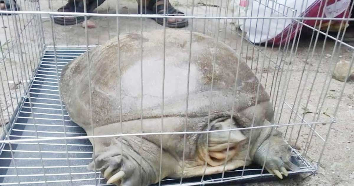 কৃষকের বাড়ি থেকে ১১ কেজি ওজনের কচ্ছপ উদ্ধার