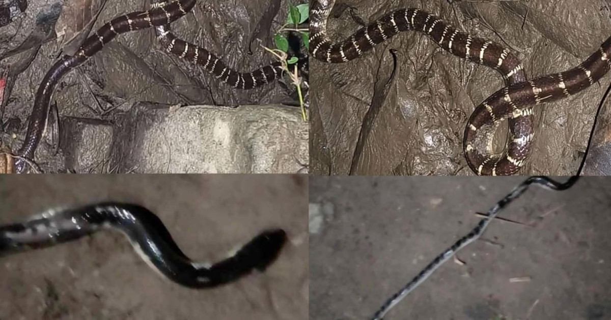 ইবিতে সাপ আতঙ্ক, অ্যান্টিভেনম প্রয়োগে নিষেধাজ্ঞা