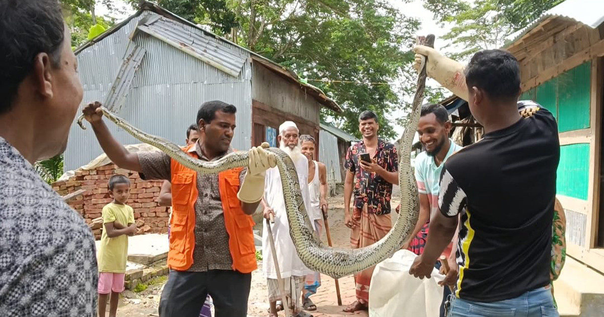 তিন হাঁস খেয়ে আট হাঁস পেঁচিয়ে মেরে ১২ ফুটের অজগর ধরা
