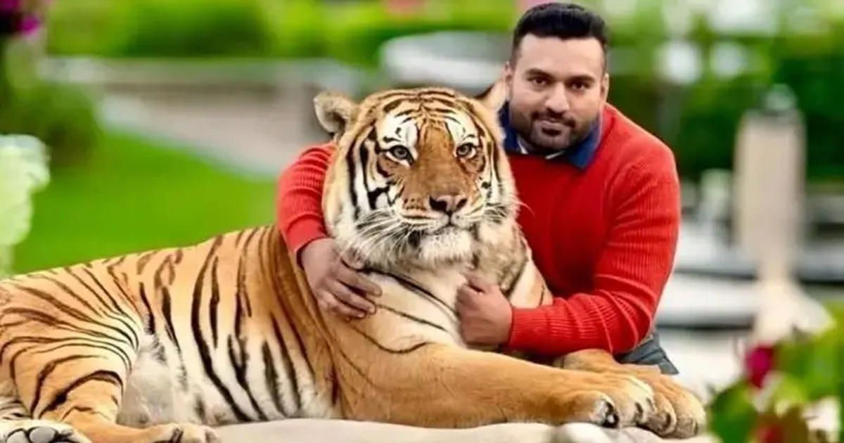 পাকিস্তানে কেন বাঘ আর সিংহ পোষার হিড়িক?