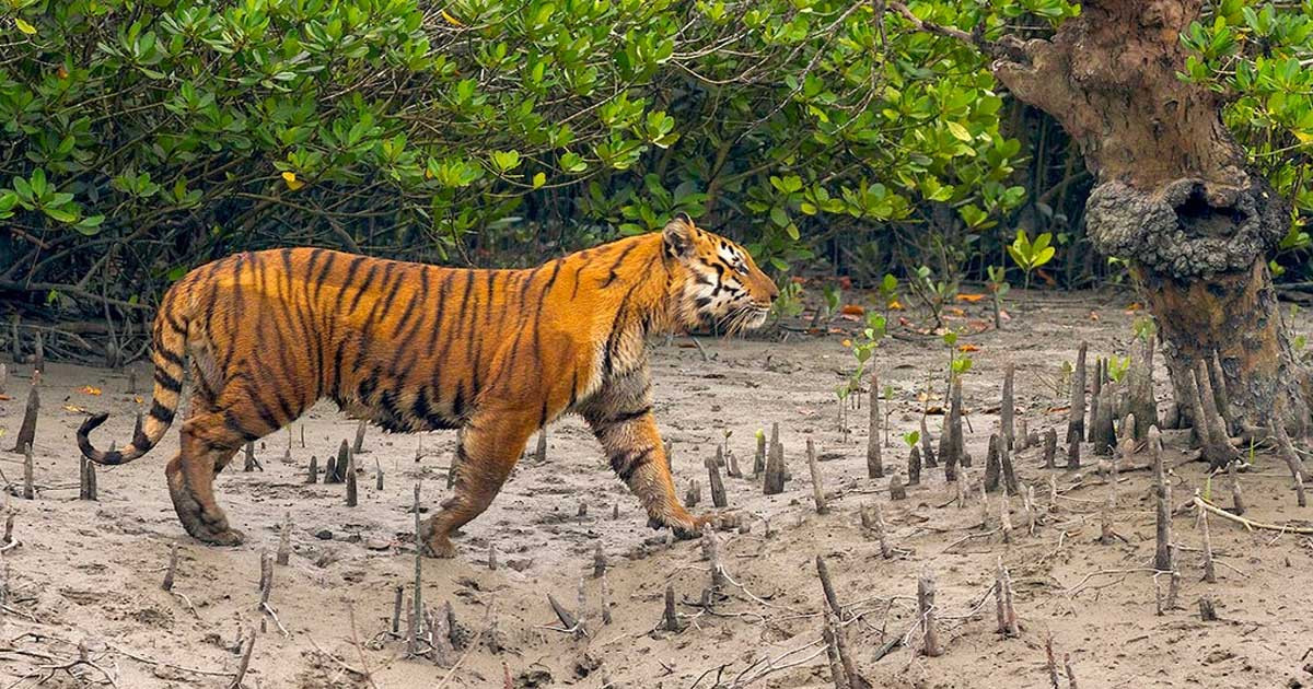 সুন্দরবনে ৮ বছরে বাঘ বেড়েছে ১১টি, বর্তমানে আছে ১২৫টি