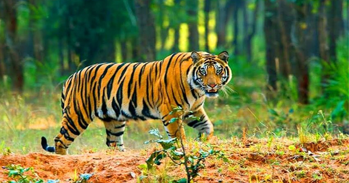 বিশ্ব বাঘ দিবস আজ