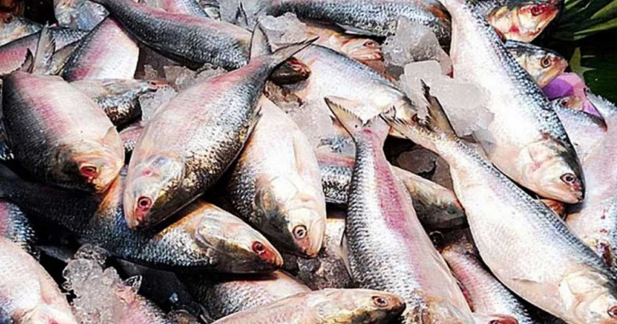 দুর্গাপূজার আগে ইলিশ চেয়ে চিঠি