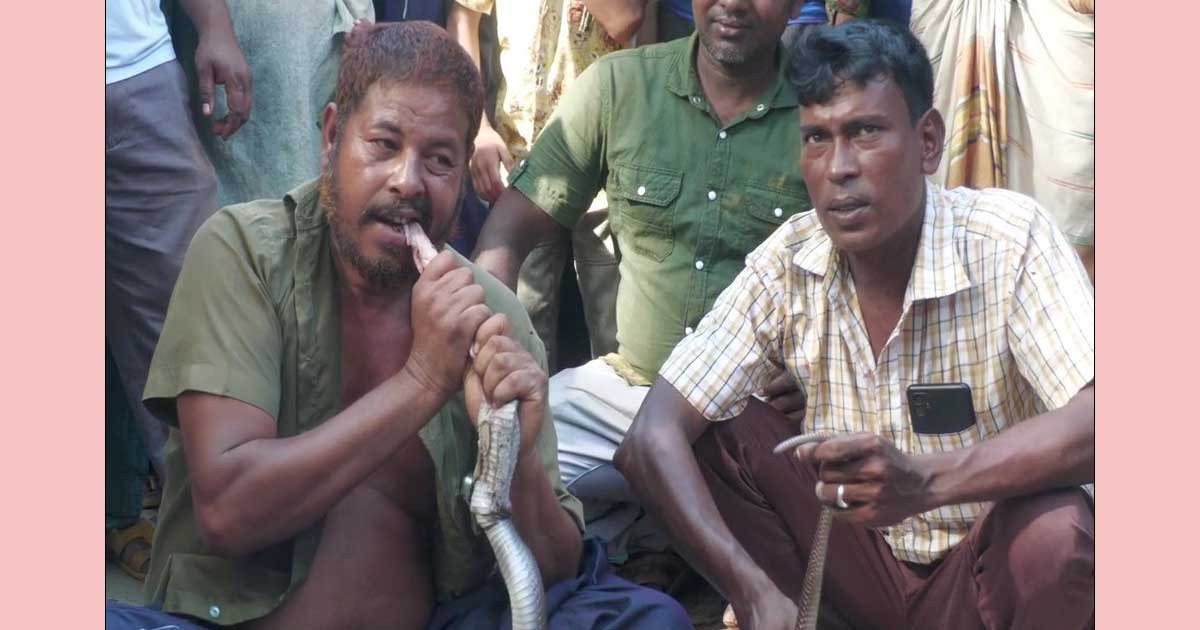 সাপুড়ের প্রাণ নেয়া জীবন্ত সাপটিকে চিবিয়ে খেয়ে নিলো আরেক সাপুড়ে