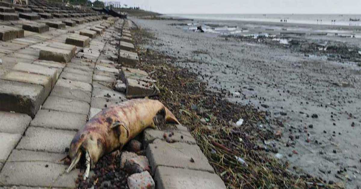 কুয়াকাটা সমুদ্র সৈকতে ভেসে এলো বিরল প্রজাতির মৃত ডলফিন