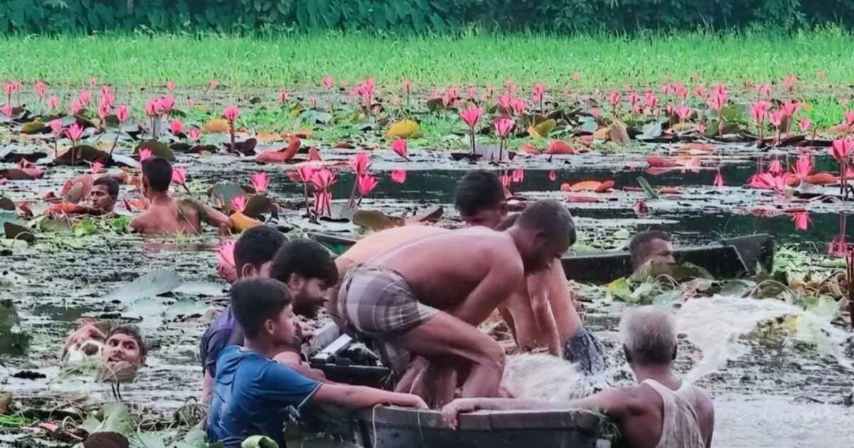 কাপাসিয়ায় শাপলা বিলে নৌকা ডুবে দুই বন্ধুর মৃত্যু