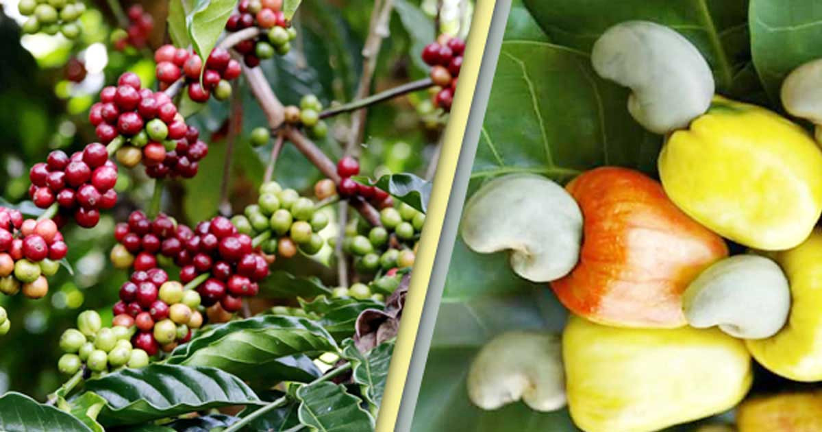 কাজুবাদাম ও কফি চাষে পাহাড়ি কৃষির নতুন দিগন্ত