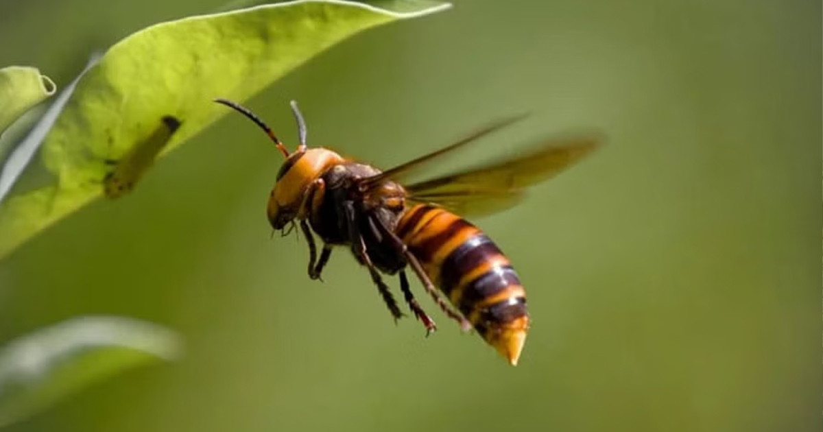 সাতক্ষীরায় ভিমরুলের কামড়ে কৃষকের মৃত্যু